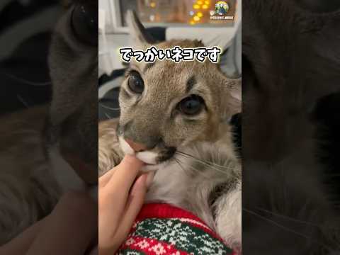 ピューマさんの動画見て笑ったら寝ろwwwwww