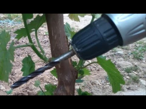 Grafting a vine with a drill in summer