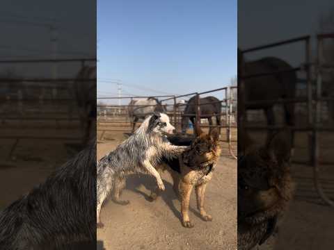 When Dogs Go Wild – Intense Fight Caught on Camera!