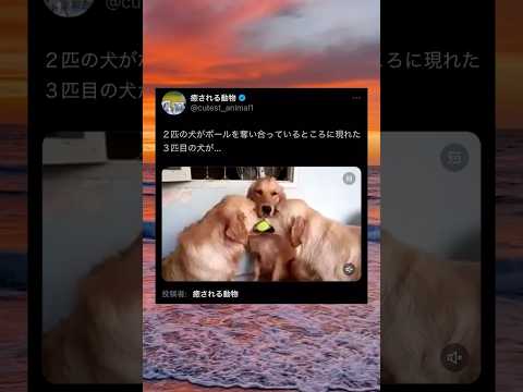 いいアゴスタンドを手に入れたワンコ #shorts #犬 #おすすめ