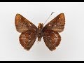 Discovering New Species and Biodiversity