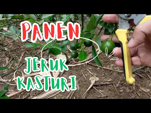 Asal Tanam aja sekarang Panen Jeruk Kasturi