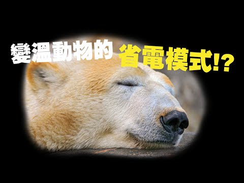 【冷知識】 冬眠！變溫動物的省電模式！ - 鈞發現 - YouTube