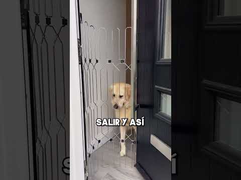 Los Mejores Perros 🐕