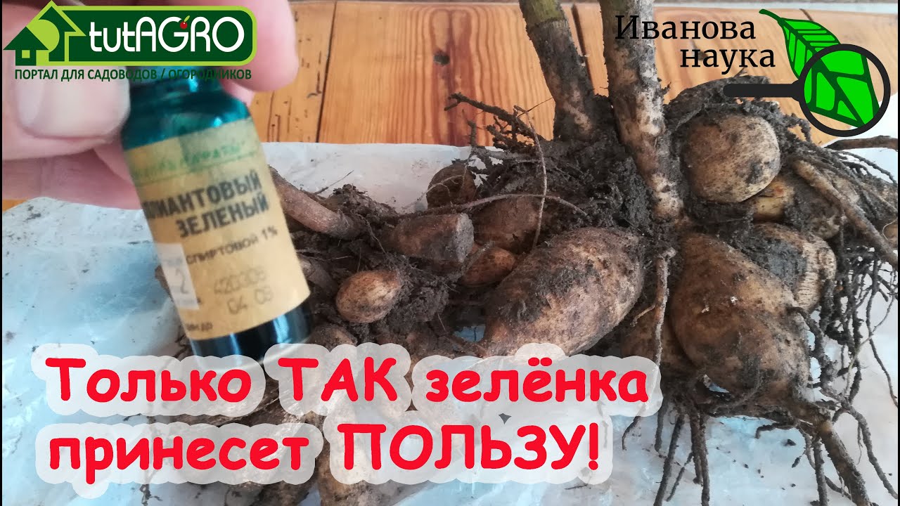 Копеечная зеленка для сада и огорода. Польза без вреда. Правильное использование зеленки для лечения