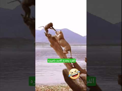 من الرمال إلى الروح: قوة التكيف اليمني#shorts