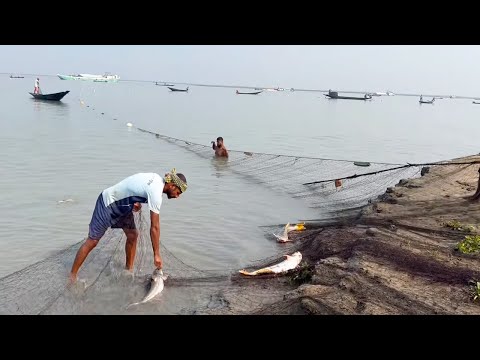 Big Fish Hunting With Net ll Big Catfish Catching Using Net in The Natural Beautiful River