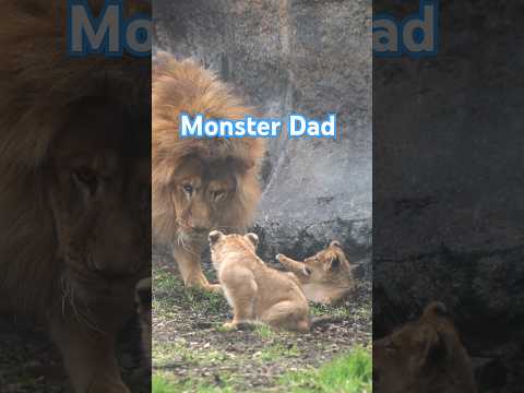 怪獣パパゴン👀 Papa Monster appeared!#shorts  #lion #baby