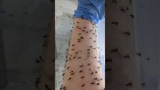 LED Mosquito Killer...🤯 #mosquito #products #review #tech #viralshort