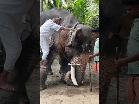 ആനക്കും ഇക്കാക്കും ഒരേപ്രായം #indianelephant