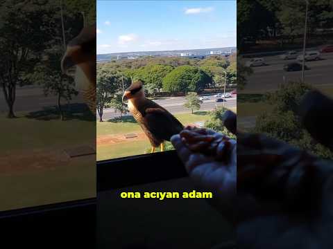 Bu İyi Kalpli Adam Penceresine Konan Kuşu Her gün Besledi
