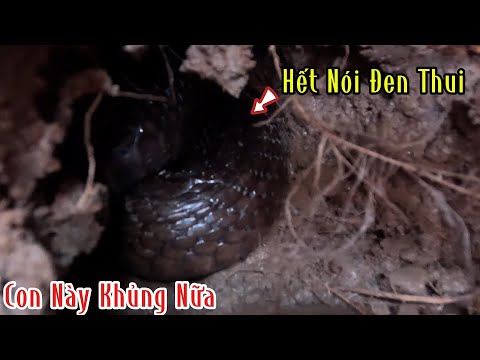 Con Hổ Mang Loại Đại Nó Vào Tới Trại Gà Nó Lột Da Luôn | Mười Thương Săn Bắt