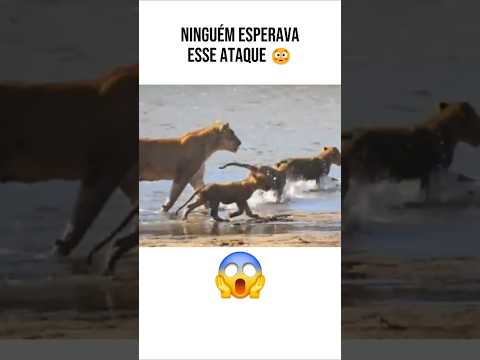 O FILHO DO REI FOI CAPTURADO!? LEÕES SÃO ATACADOS POR CROCODILO 😱🦁🐊