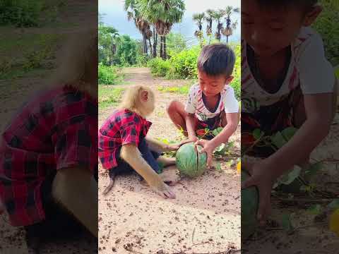 Smart Friend Try Breaking Watermelon Hardly, Let's Me Help You #shorts