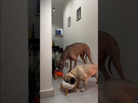 manvi ke jever chor le gya#dog #shorts #cat