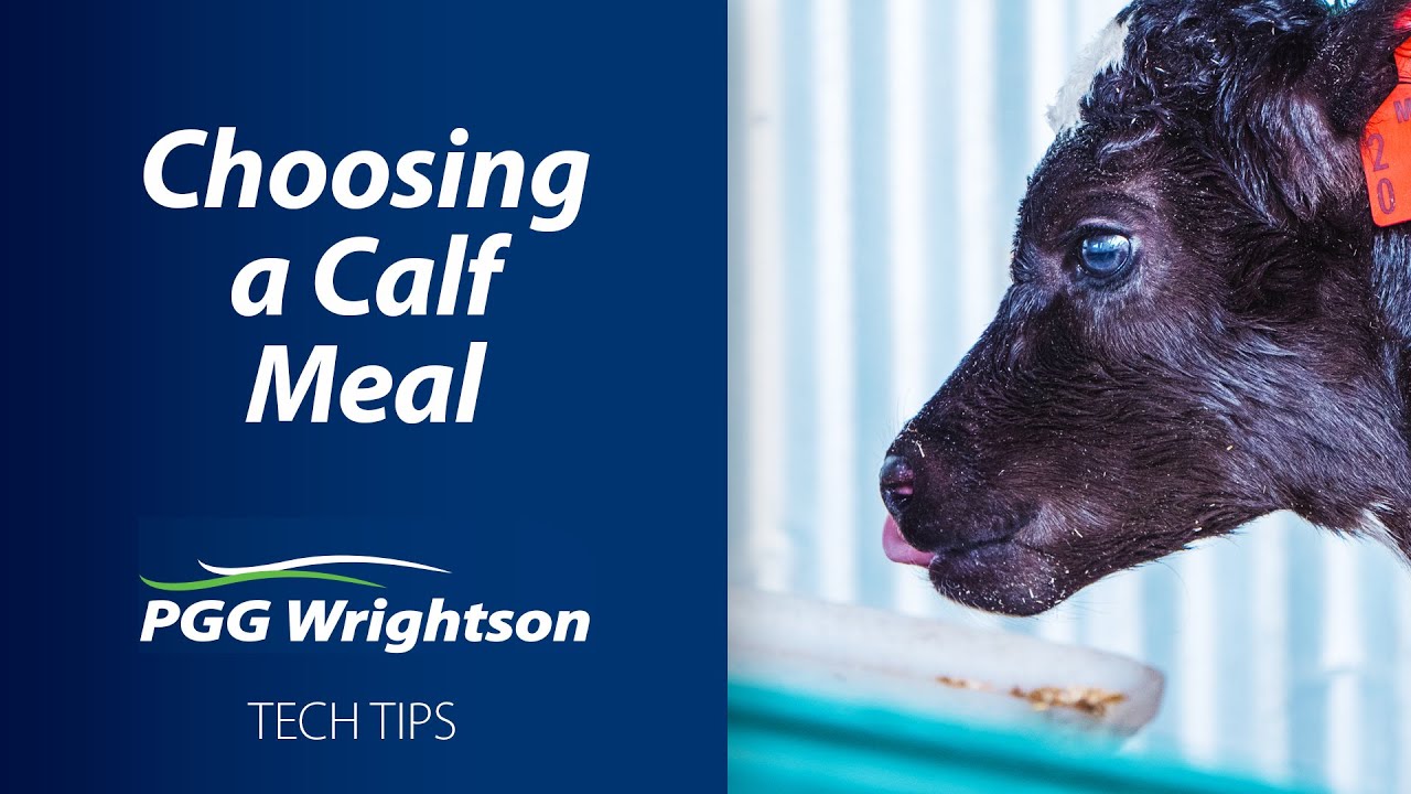 Choosing a Calf Meal