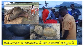 sinhala prathikara kandalame hada karaya  කණ්ඩලමේ  හැඩකාරයාට සිංහල බෙහෙත් කරපු හැටි