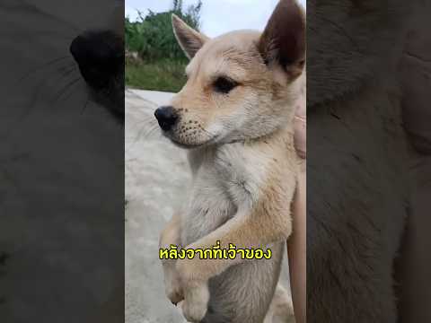 แสนรู้ไปมั้ย?..โชว์สุดยอดวิทยายุทธ์ในการหลบหนี!!🤣🤣#videoviral #สัตว์เลี้ยงน่ารัก #สุนัขแสนรู้