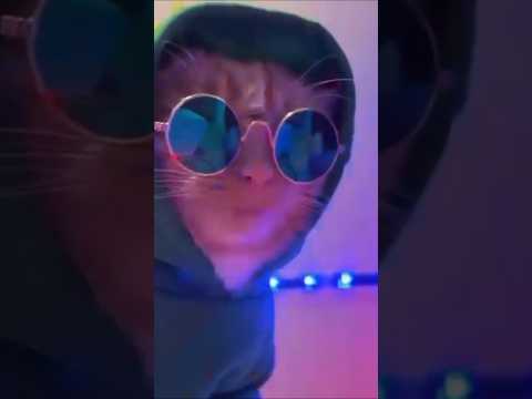 Cat club