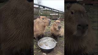 2 New Capybara arrive in their new home