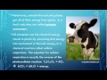 Food Web Dynamics and Energy Flow