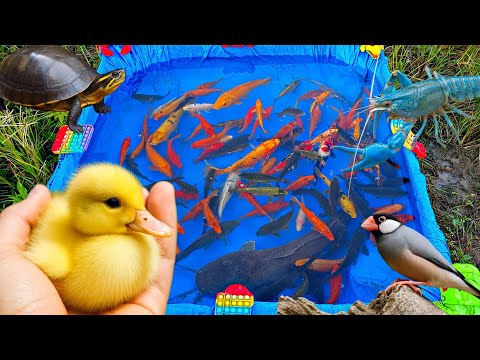 Serunya Memancing ikan cupang warna-warni di kolam! Ikan hias, ikan lele besar, ikan koi, bebek lucu