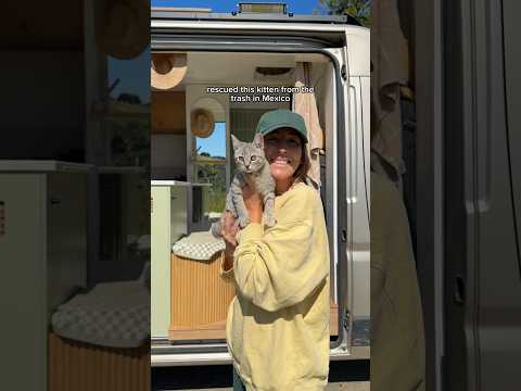Van Life | Rescue Kitten Update #vanlife #rescuecat