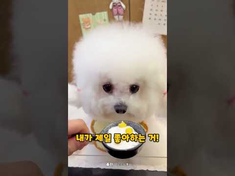 출근 준비하는 강아지