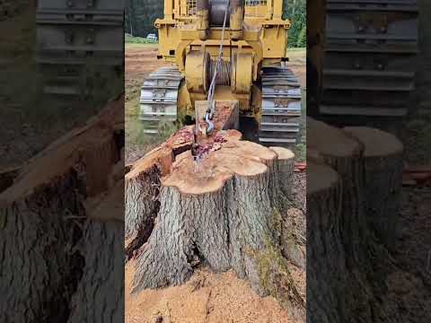 Bulldozer help break trees,#shorts
