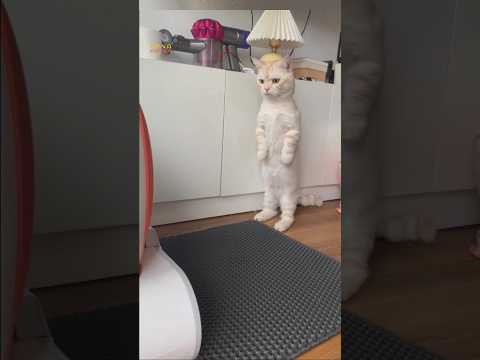 New Home 🏡 | #apnagyanfacts #funny #cat