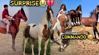 MEERUT TO MAHARASHTRA🥺I LOST MY BEST RIDING HORSE 😭💔PEH€LWAN FARM$ P@R N€W H0RSE Q AAY@ HA! 💔MISS U