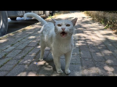 Angry white cat can be both cute and psychopathic at the same time.