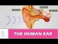 Human Ear Anatomy and Function