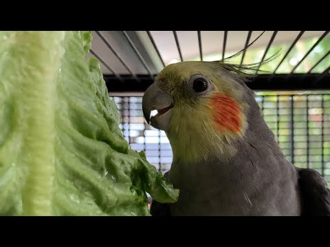 Bird Sings to his Salad