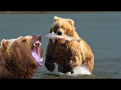 Grizzly Bear: Real King of the Wilderness