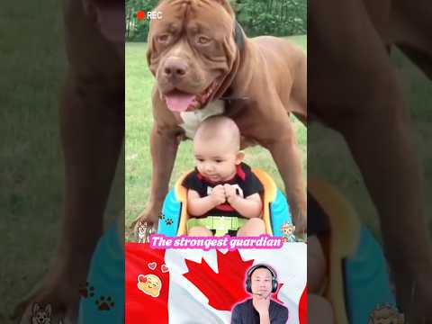 The strongest guardian💪🐶 🛡️❤️#Shorts #dog #funny #pet #love #bestFriends #guardian #cute #baby