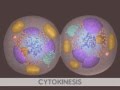 Exploring the Stages of Mitosis