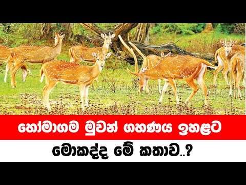 හෝමාගම මුවන් ගහණය ඉහළට මොකද්ද මේ කතාව..?