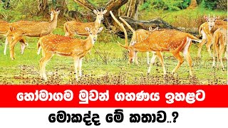 හෝමාගම මුවන් ගහණය ඉහළට මොකද්ද මේ කතාව..?