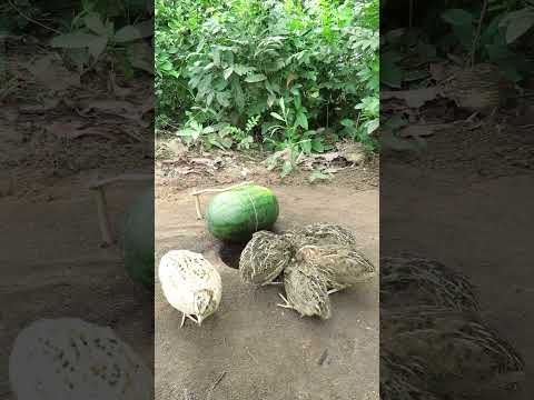 Creative DIY Quail Bird Trap Using watermelon #shorts #create #traps