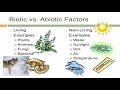 Exploring Ecosystems: Key Concepts and Principles