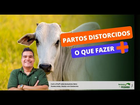 Partos distorcicos em vacas o que fazer?