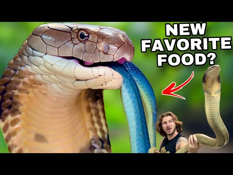 What’s a King Cobra’s Favorite FOOD?