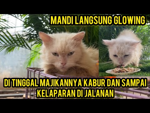 Kisah Kucing  Ras Yang Di Tinggal Majikanya Kabur Karena Tak Bayar Kontrakan ..‼️