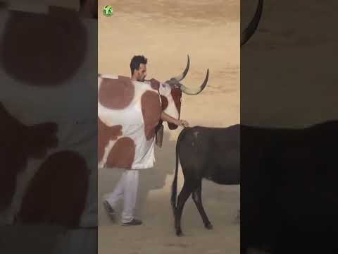 π SE DISFRAZAN DE MANSO Y ENGANΜAN AL TORO π