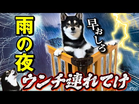 雨の夜、ウンチに連れてけと騒ぐ柴犬～さっき散歩行ったばっかなのに～