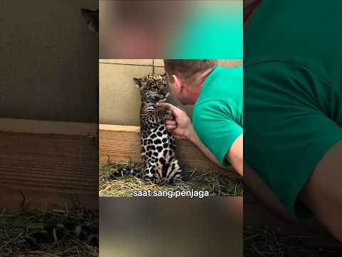 anak jaguar yang dikenalkan kepada anak singa
