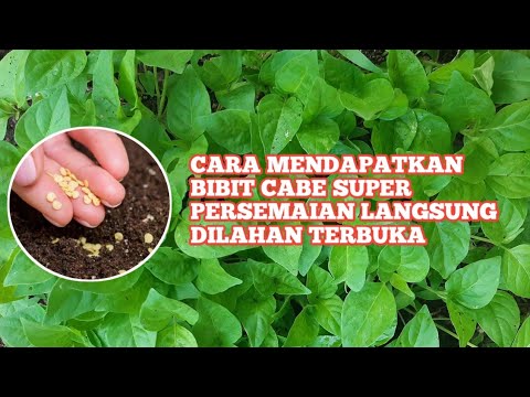 Cara Mendapatkan "Bibit Cabe Super" Persemaian Langsung Dilahan Terbuka Campuran Media Sederhana