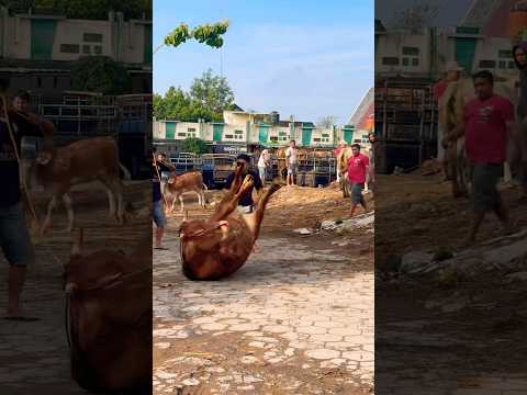 Sapi ngamuk keras di pasar prambanan