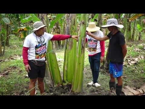 Paano maging Triple ang Harvest at Kita sa Saging Saba?